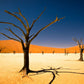 NAMIBIA CAPODANNO 2025 " CUORE SELVAGGIO" viaggio di gruppo