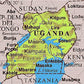 UGANDA " INCONTRO CON I GORILLA " 22 Gennaio 2024