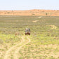 SUD AFRICA "Natura incontaminata"Kgalagadi self drive